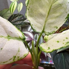 ②アグラオネマ ホワイトバレンタイン　観葉植物の画像
