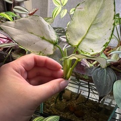②アグラオネマ ホワイトバレンタイン　観葉植物の画像
