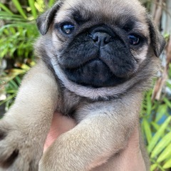 パグの赤ちゃん、家族募集中。