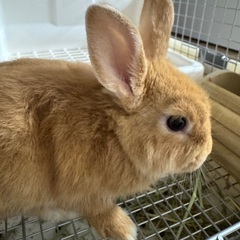 うさぎ ネザーランドドワーフ