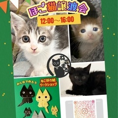 ねこまる🐱保護猫譲渡会🐱🐈🐈‍⬛　After School…