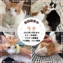 控えめな甘えん坊　茶白のラテ君