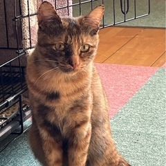 サビ猫ちゃん　女の子　6ヶ月くらい
