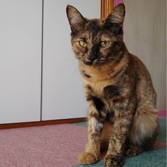 サビ猫　女の子　6ヶ月くらい