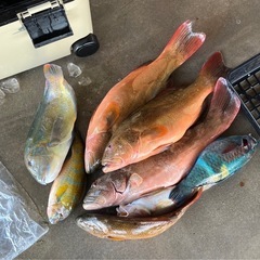 魚突き（スピアフィッシング）🐠 - 宜野湾市