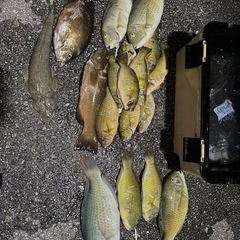 魚突き（スピアフィッシング）🐠 - 友達