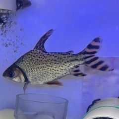 カラープロキダス　熱帯魚　大型魚　水槽
の画像