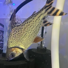 カラープロキダス　熱帯魚　大型魚　水槽
の画像