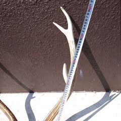 鹿 ツノ 70cm オブジェ等にどうですか‼️の画像
