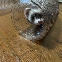 フェレット♀ 二歳