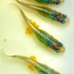 🐟【しずく】①ペア🐟　メダカ