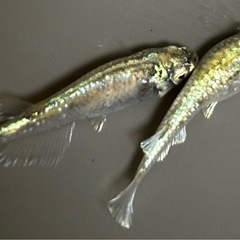 🐟【ゴジラ】稚魚15匹🐟　メダカ