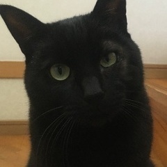 黒い毛並みの男の子です。