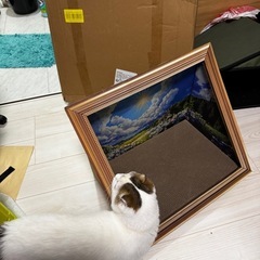 猫 爪とぎ 絵画風 映えの画像