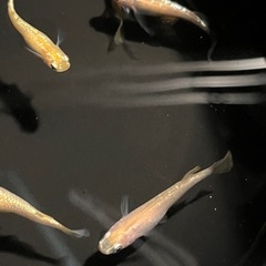 シャンパンゴールド8匹の画像