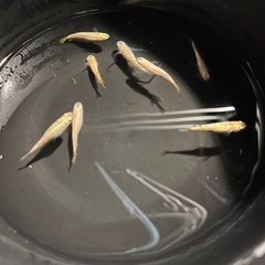 シャンパンゴールド8匹の画像