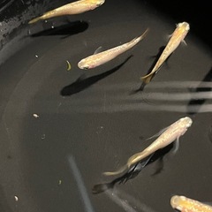 シャンパンゴールド8匹の画像