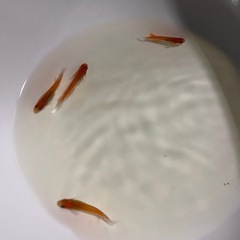 レッドクリフ4匹
