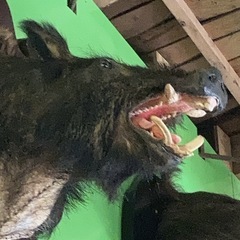 千葉県のプロのイノシシハンターさんに質問です🙇‍♀️