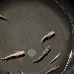 花魁9匹の画像