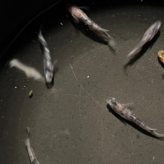 花魁9匹の画像
