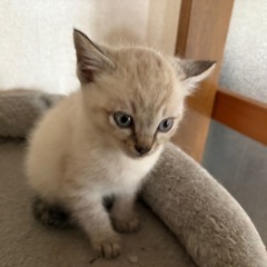 2カ月子猫