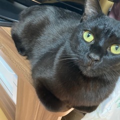 黒猫ちゃん 