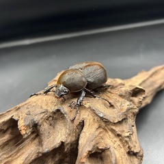【親174mm×74mm】DHヘラクレス♀単60mm ※送料事前連絡にて変更可 ※直接受け渡しに変更可の画像