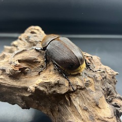 【親174mm×74mm】DHヘラクレス♀単60mm ※送料事前連絡にて変更可 ※直接受け渡しに変更可の画像
