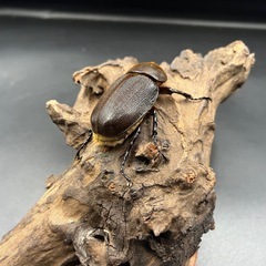 【親174mm×74mm】DHヘラクレス♀単60mm ※送料事前連絡にて変更可 ※直接受け渡しに変更可の画像