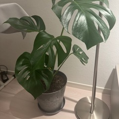 観葉植物　モンステラ　鉢セットの画像