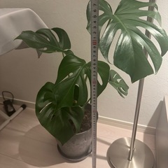 観葉植物　モンステラ　鉢セットの画像