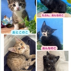 6月1日に観に来られる方