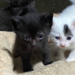 生後一ヶ月の黒猫ちゃんです。可愛がって下さい。