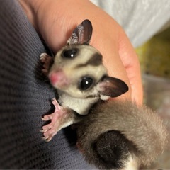 フクロモモンガ　10ヶ月