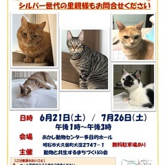 おとな猫譲渡会㏌明石　