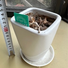 植木鉢