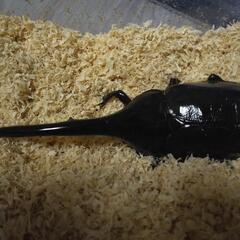 ヘラクレスオオカブト　トリオセットの画像