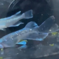 メダカ　ラムネ　男2女2の画像