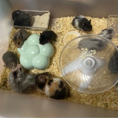 長毛ハムスターの里親