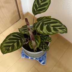 カラテア マコヤナ:夜は葉っぱも寝ます。