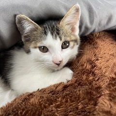 キャンセル顔出たので里親さん募集します