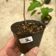山あじさい　苗