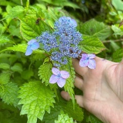 山あじさい　苗の画像