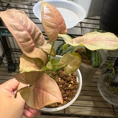 抜き苗　シンゴニウム　ネオン　観葉植物