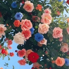６月16日お引越しを手伝ってください🙇‍♀️