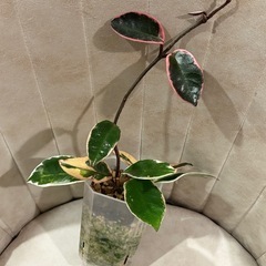 ホヤ　リップカラー  サクララン　観葉植物