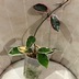 ランキングキーワードに紐づく投稿画像-観葉植物