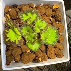 珍しい　ﾍﾞｺﾞﾆｱ ﾍﾞﾋﾞｰｽﾊﾟｲﾗﾙ 観葉植物