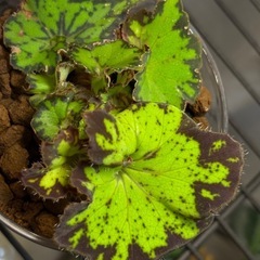 珍しい　ﾍﾞｺﾞﾆｱ ﾍﾞﾋﾞｰｽﾊﾟｲﾗﾙ 観葉植物の画像
